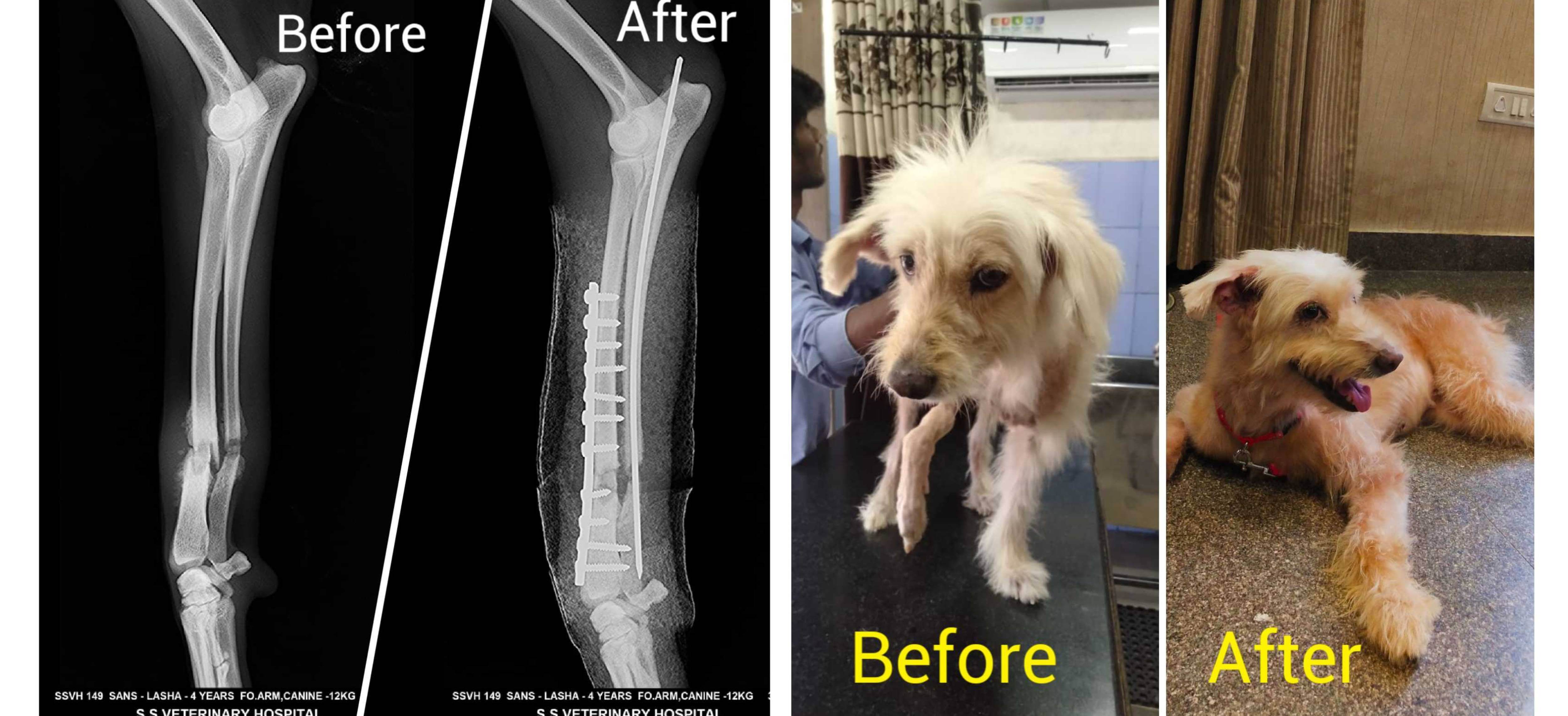 Coco, Rescue and Rehabilitation of an abandoned Terrier